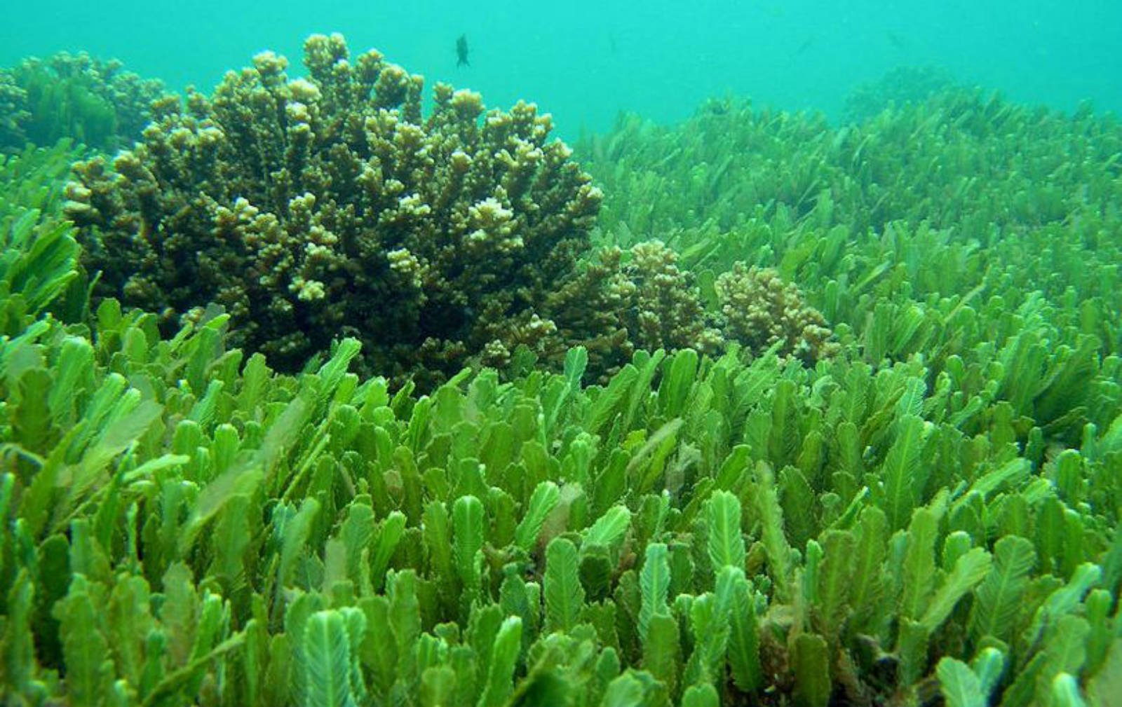 海藻图片大全-海藻高清图片下载-觅知网